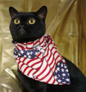 Obama the Bombay cat.(Photo Source: chinanews.com.cn)