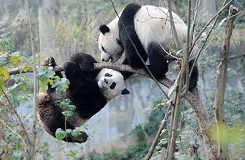 Tuantuan and Yuanyuan, a pair of giant pandas ready for a maiden journey to Taiwan, play at the Bifengxia Base of the Chinese Giant Panda Research and Protection Center in Ya'an County, southwest China's Sichuan Province, December 3, 2008. As a gift by the mainland to Taiwan, the panda pair is expected to leave for the Mucha Zoo in Taipei in one month at the earliest though the exact date has yet to be finalized, according to reports. [CFP]