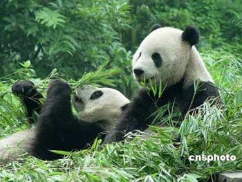 As Tuantuan and Yuanyuan prepare for their one-way journey to the island, the timetable for Tuesday is already well arranged.