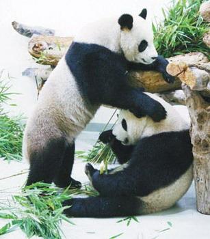 Taipei Zoo will give the two pandas vaccines and train them for their debut on the first day of Spring Festival.