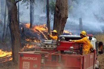 Firefighters battle to hold the containment lines to prevent a bushfire in the Kiewa Valley from reaching the town of Dederang. Australian police are investigated fresh arson attacks and looting as angry survivors pressed for access to towns devastated by wildfires that continue to burn across vast areas.(AFP/Torsten Blackwood)