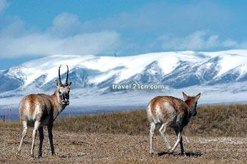 Over the past 20 years, Tibet has seen significant progress in protecting its wildlife and environment. 