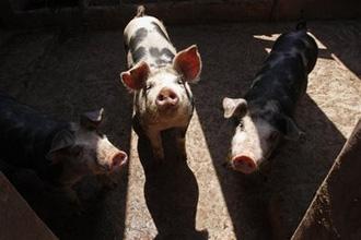 Pigs sniff for food at a farm on the outskirts of Mexico City, Saturday April 25, 2009.(AP Photo/Marco Ugarte)