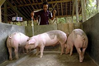 An Indonesian farmer sprays disinfectant on pigs at a pig farm in Yogyakarta, Indonesia, on Sunday, May 3, 2009.(AP Photo/Slamet Riyadi)