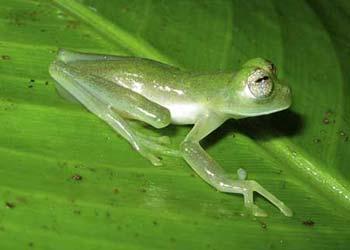 An undated handout image shows a glass frog of the Nymphargus genus, which is potentially new to science, that was discovered in the mountains of the Darien region in Colombia. Ten new species of amphibians -- including three kinds of poisonous frogs and three transparent-skinned glass frogs -- have been discovered in the mountains of Colombia, conservationists said on Feb. 2, 2009. (Xinhua/Reuters Photo)