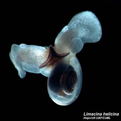 A swimming snail (Limacina helicinia) that lives in both Arctic and Antarctic waters is seen in an undated handout picture. The snail is one of 235 cold-loving species found in both polar regions in a puzzle for scientists about how they reached both ends of the world. (Xinhua/Reuters Photo)