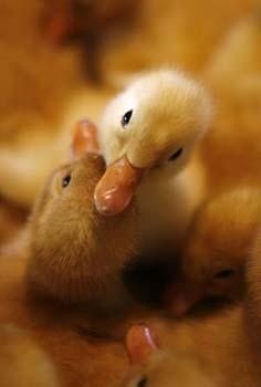 In Ninh Binh province, bird flu has killed 70 fowls raised at three local farms, said the department, Vietnam watchdog of bird flu. Ducklings are seen at an incubating farm outside Hanoi February 3, 2009.(Xinhua Photo)