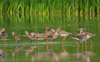 Photo from Hong Kong Mai Po Nature Reserve.