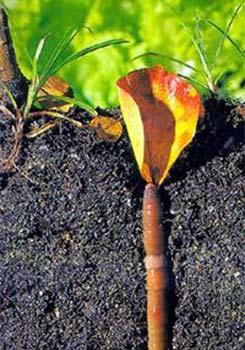 Beijing families to keep earthworms for kitchen garbage recycling 