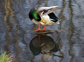 It has been informed of a confirmed case of highly pathogenic H5N1 bird flu string in a wild duck shot during a hunt near Starnberg.