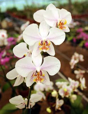 A piece of tropical orchid produced in way of in vitro conservation is seen in the Chinese Academy of Tropical Agricultural Sciences (CATAS) in Haikou, capital of south China's Hainan Province, April 2, 2009. The CATAS has built an in vitro conservation center with over 400 different kinds of rare tropical plants after over 10 years' research. (Xinhua photo)