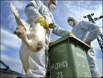  Hong Kong Secretary for Food and Health York Chow Wednesday announced the scale-down of the city's response level for avian influenza from "serious" to "alert".