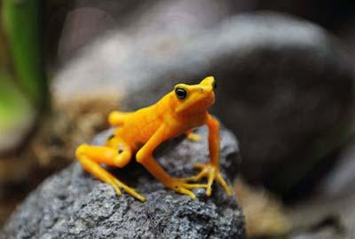 A Panamanian golden frog (Atelopus zeteki) is seen at the El Nispero zoo in Valle de Anton, 124 km east of Panama City April 16, 2009. The Panamanian golden frog (Atelopus zeteki) is a critically endangered toad which is endemic to Panama. They inhabit tropical forest regions, particularly on mountains, near streams.(Xinhua photo)