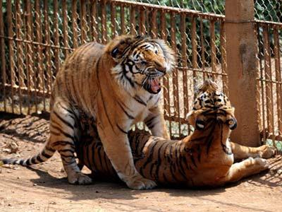 Two Siberian tigers mate in the Xionghu Mountain Villa, a breeding center for tigers, bears, lions and other wild lives, in Guilin, southwest China's Guangxi Zhuang Autonomous Region, May 4, 2009. (Xinhua photo)