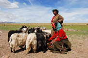 純樸的拉薩人和他們的綿羊