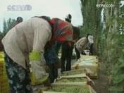 El gobierno chino ayuda a la agricultura de Xinjiang