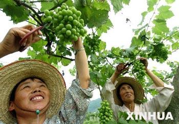 China's Ministry of Finance is planning to launch 8 long-term mechanisms to ensure healthy growth of the country agricultural sector. 