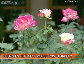 The roses in Shenzhen's Renmin Park have earned admiration around the world.