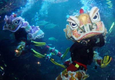 Divers play underwater lion dance in Ocean World of Ancol Dreamland in Jakarta, capital of Indonesia, on Jan. 24, 2009. An underwater lion and dragon dance show took place in the park to celebrate the coming Chinese Lunar New Year which falls on Jan. 26 this year. (Xinhua/Yue Yuewei)