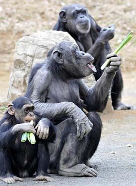 Several chimps eat scallion at Tama Zoo in Tokyo, Japan, Feb. 16, 2009. The chimps were trained to eat scallion four years ago in order to keep fit and avoid catching cold.(Xinhua/AFP Photo)