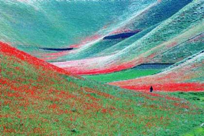 An Afghan farmer walks past a flower-covered land in Jawzjan Province, northern Afghanistan, April 19, 2009. Continuing rainfall in the spring has brought hope among Afghan farmers to have a better harvest this year. (Xinhua/Zabi Tamanna)