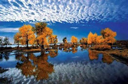 Euphrates Poplars [Photo by Wang Hanlin]