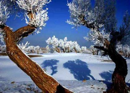 Euphrates Poplars [Photo by Wang Hanlin] 