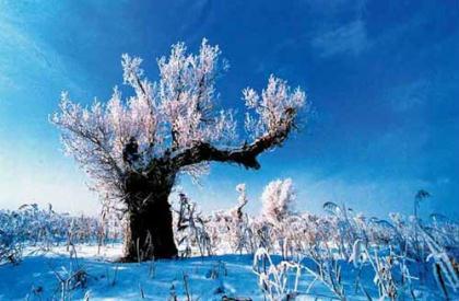 Euphrates Poplars [Photo by Wang Hanlin]  