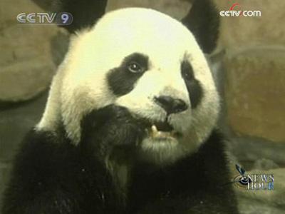 Two of the biggest stars in the Taipei Zoo, the panda couple Tuantuan and Yuanyuan are being given special treatment during the dragon boat festival.(CCTV.com)