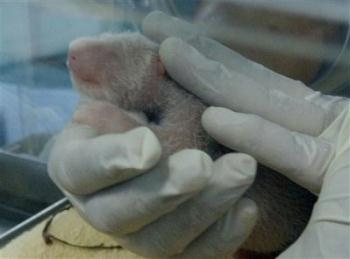 In this photo released by Chiang Mai Zoo, a new born baby panda sits in the hands of a veterinarian as it is cared at Chiang Mai Zoo in Chiang Mai province, northern Thailand Wednesday, May 27, 2009. A healthy panda cub was born Wednesday in a Thai zoo, the first in the country after years of failed attempts that included using porn videos to entice the two parents to mate.(AP Photo/Chiang Mai Zoo, HO) 