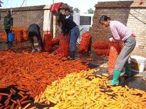 Agricultural development is always a major concern at the annual sessions of the NPC and CPPCC.