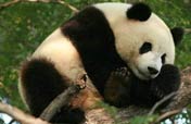 Olympic Pandas steal the spotlight
