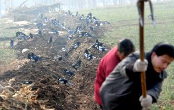 Farmers dig a ditch to channel water at Chengguan Township in Ruyang County of Luoyang City, central China's Henan Province, Feb. 4, 2009. The city had received a reduced effective rainfall since October 2008, almost 80 percent less than in the same period of previous years. The local government has allocated some 25 million yuan (3.65 million U.S. dollars) for drought relief and crops protection. (Xinhua/Gao Shanyue)