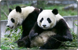 Mainland Sends Panda Gift to Taiwan