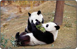 Japan-born panda twins come home