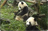 Spain welcomes pandas from China