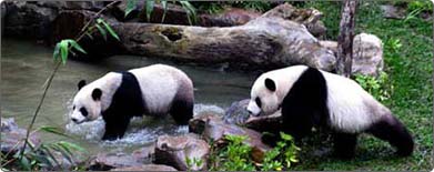 Panda pair make outdoor debut on Valentine´s Day in Taiwan