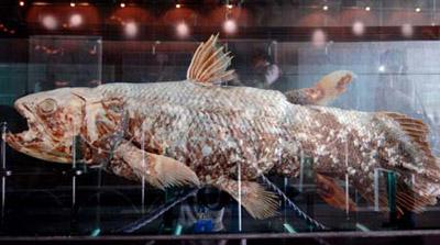 Photo taken on May 10, 2009 shows the fossil of a coelacanth displayed at the Grand Kawanua Convention Center in Manado, Indonesia. Coelacanth, known as the living fossil, is the common name for an order of fish that includes the oldest living lineage of jawed fish known to date. The coelacanths were believed to have gone extinct some 70-80 million years ago until a live specimen was found off the east coast of South Africa in 1938. Since then these fish have been found and caught in Madagascar, Mozambique, Tanzania, Kenya, the Comoros and Indonesia. (Xinhua photo)