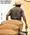 全國八成小麥已收 麥收重點轉至京津冀