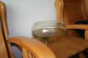王瑛宿舍客廳裏的魚缸