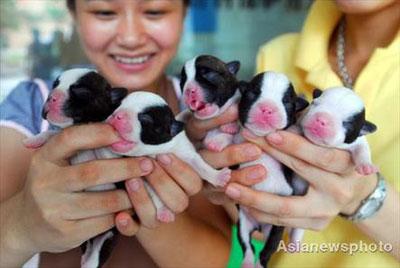 Dog keepers in Hainan province hold their five new-born BostenTerriers born at 0:40am August 8, 2008. In order to mark the opening day of the Beijing Olympic Games, the five puppies were given the names Beibei, Jinjin, Huanhuan, Yingying and Nini, according to names of the five Beijing Olympic mascots, the Fuwa. [Aisanewsphoto]