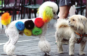 Puppy catches Olympic fashion spirit