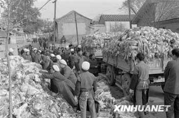 Début du mois de novembre en 1982 : un point de vente de choux chinois dans l'arrondissement Chongwen de Beijing.