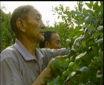 關心村裏棗樹的生長情況