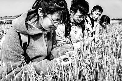 2022年11月15日，南京農業大學學生在稻田中上課。谷昌旺攝／光明圖片