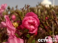   