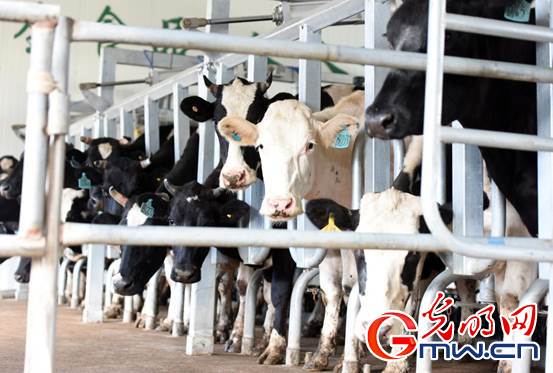【幸福花開新邊疆】擠28頭奶牛只需15分鐘 看科技牧場如何玩轉畜牧業