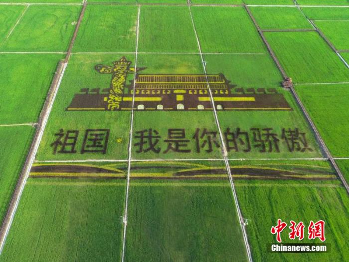 圖為産業園中的稻田畫。 李碩行 攝