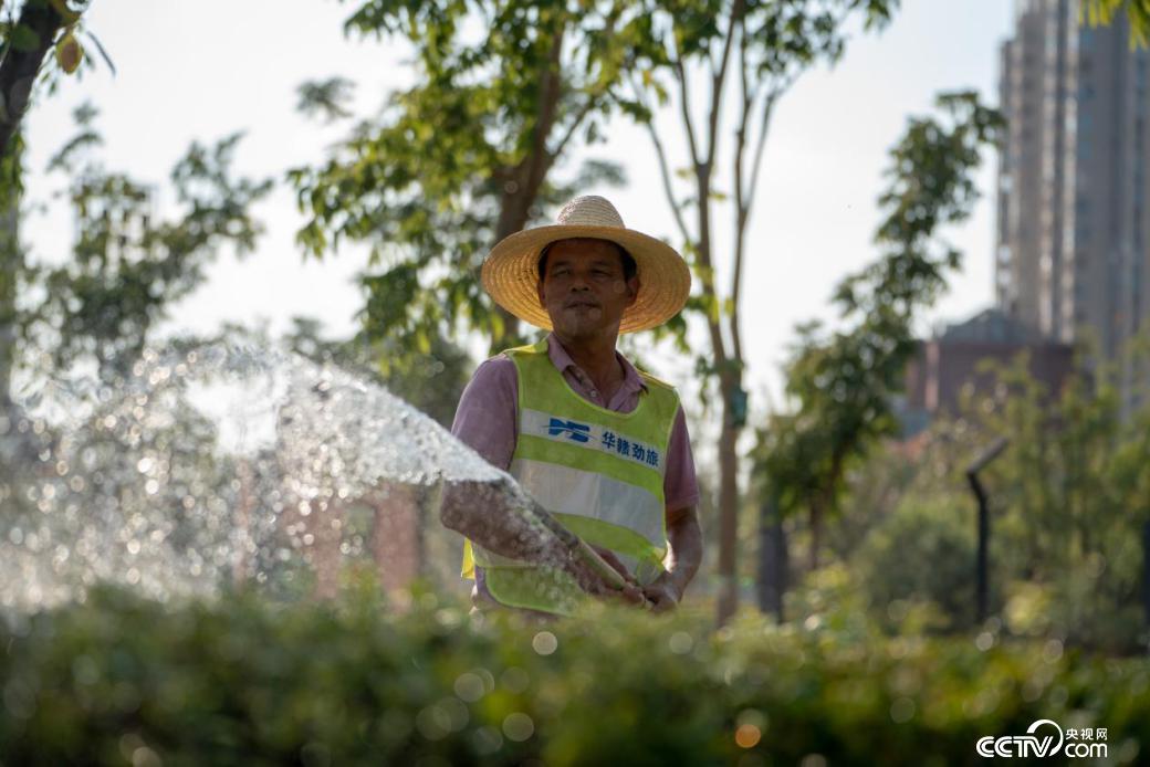高溫伏旱天氣綠植喊“渴”，為確保苗木安全度夏，環衛工人對綠化灌木進行澆水