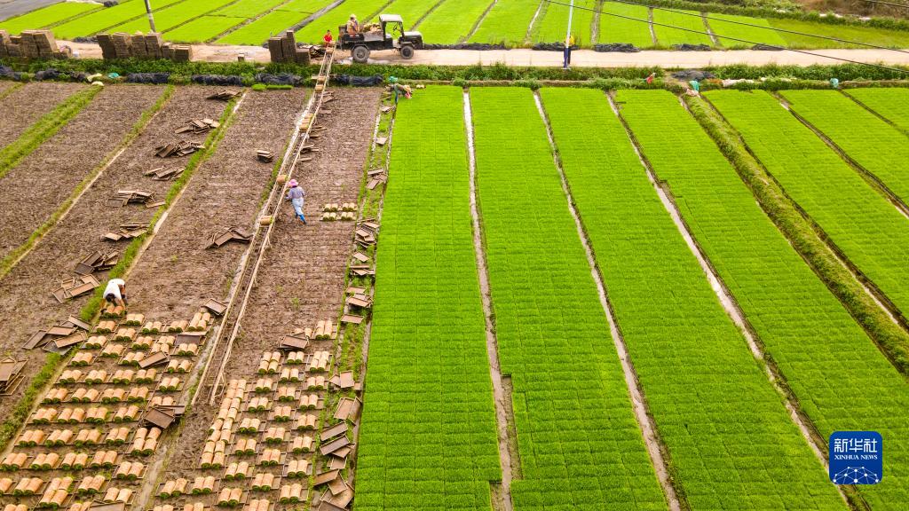 1月13日，海南省瓊海市博鰲鎮北山村的農民在採集秧苗準備插秧（無人機照片）。新華社發（蒙鐘德 攝）